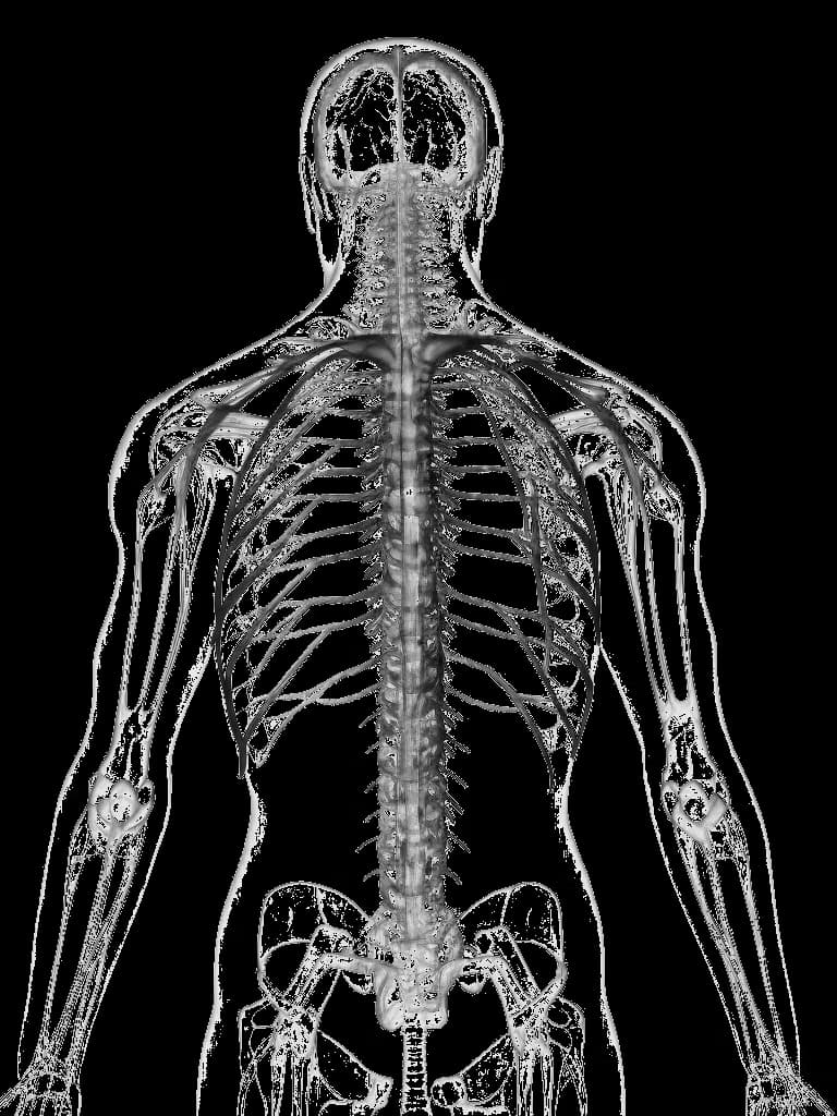 Spinal cord anatomy showing the relationship between vertebrae and nervous system